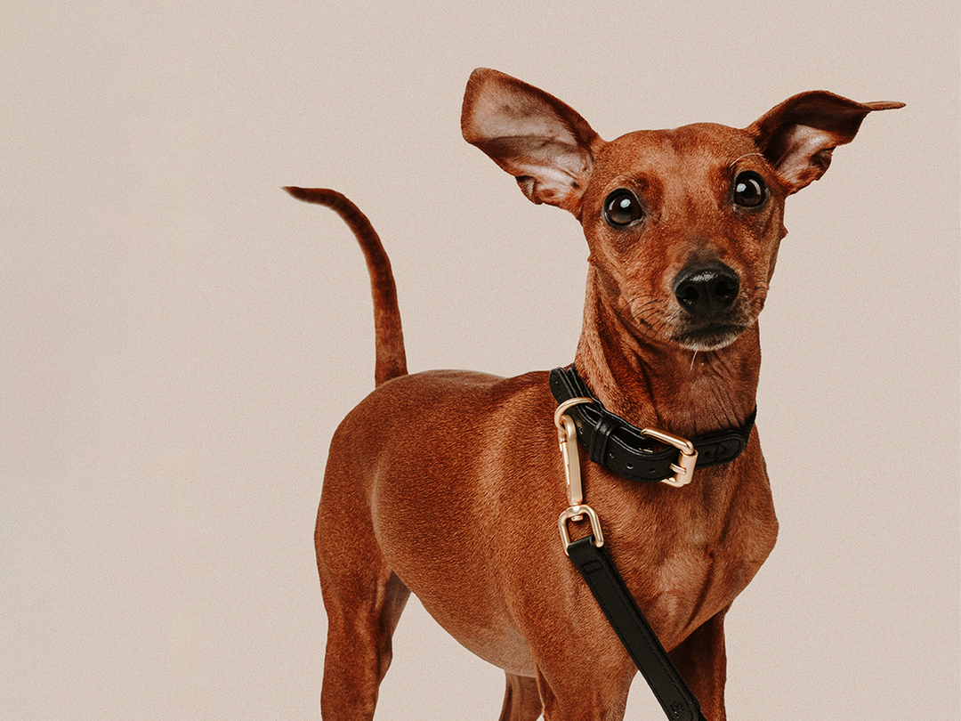 Black Dog Collar