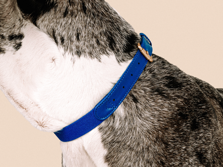 Blue Dog Collar