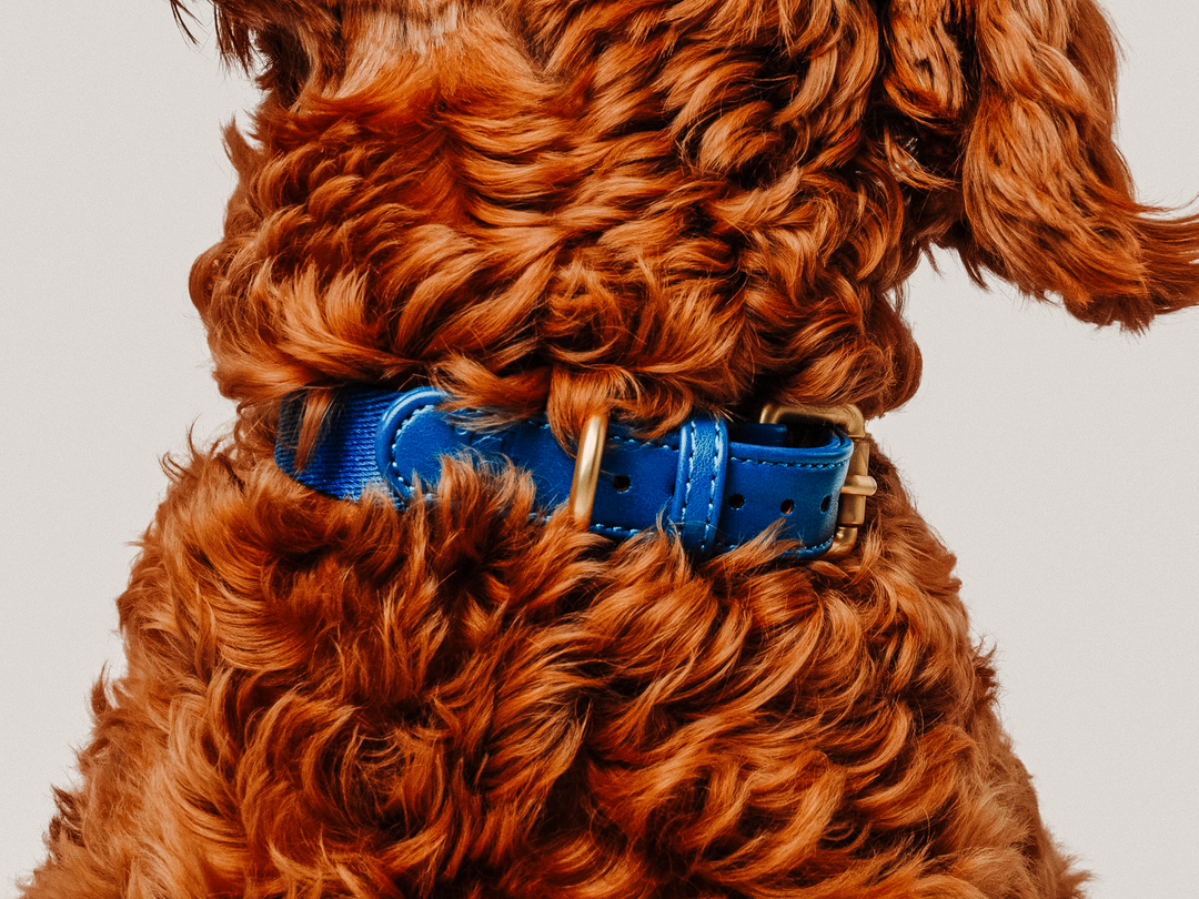 Blue Dog Collar