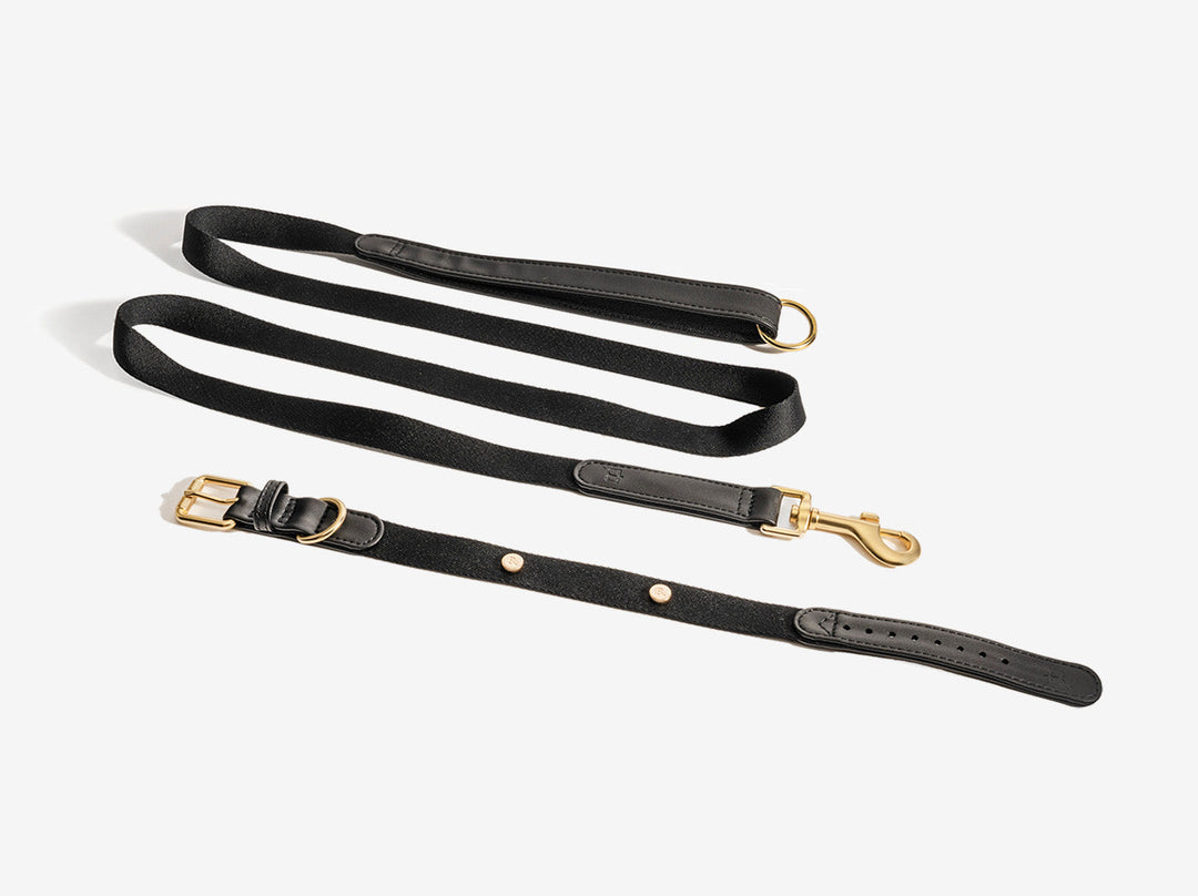 Black Dog Collar Walk Kit