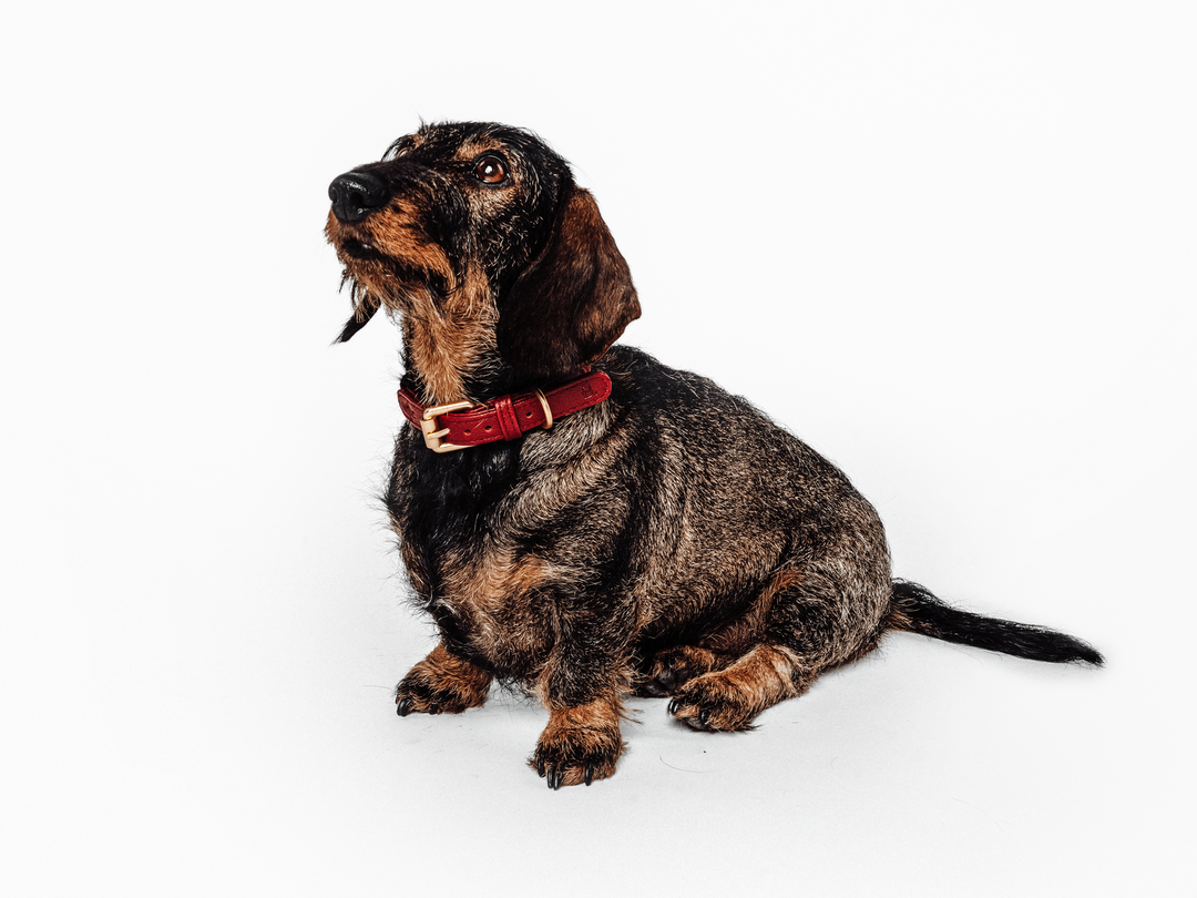 Burgundy Dog Collar