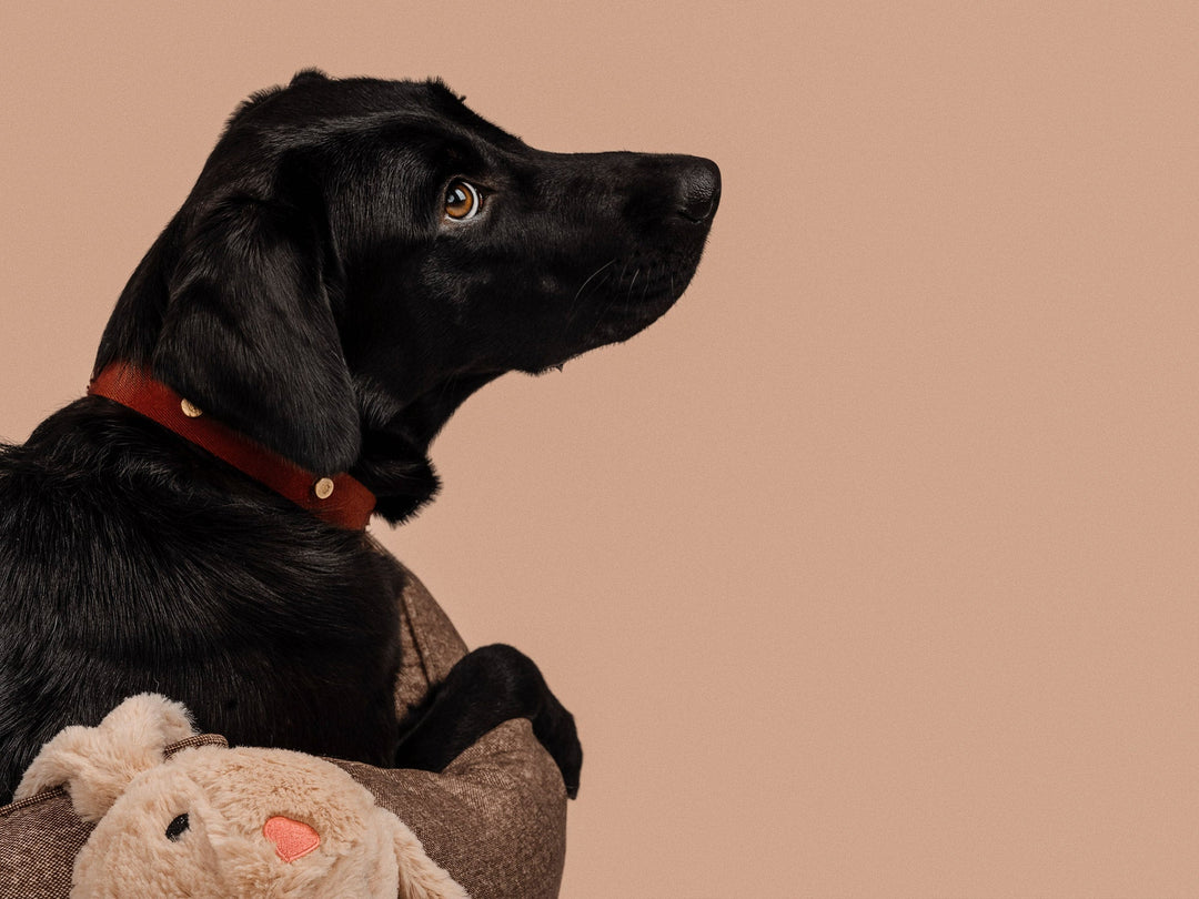 Burgundy Dog Collar