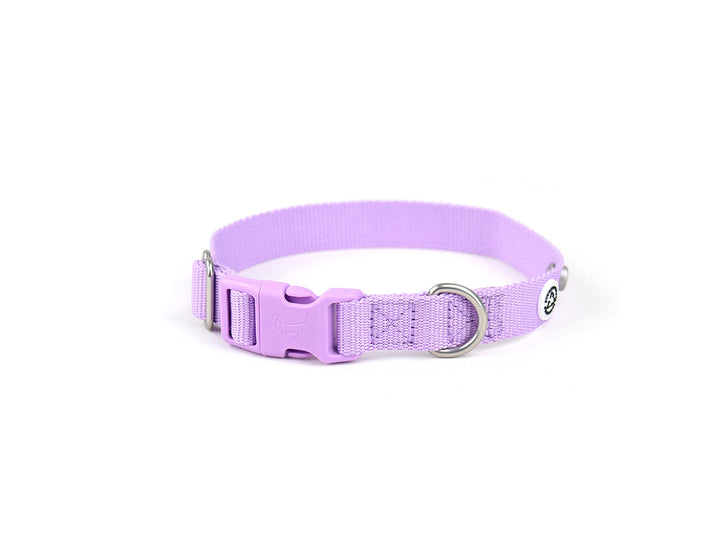 Lilac Dog Collar Walk Kit